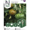 Tomaatti siemen Nelson Garden Basic Green Zebra