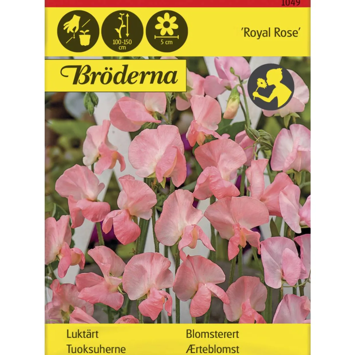 Tuoksuherne Royal Rose siemen Bröderna Nelsons