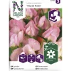 Tuoksuherne siemen Nelson Garden Basic Royal Rose